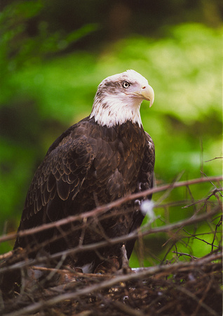 Bald Eagle